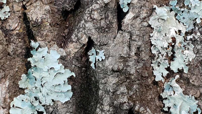 Biodegradable urns for ashes